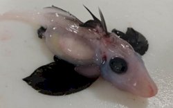 Temukan Bayi Hiu Hantu, Ilmuan: Ini Mencengangkan