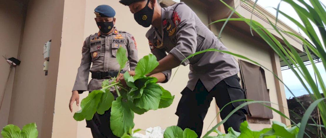 Batalyon C Pelopor Satbrimob Polda Sulsel memanfaatkan lahan kosong di area Mako sebagai lahan Pekarangan Pangan Lestari ( P2L )/Ist