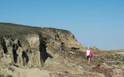 Temuan Baru Ungkap Alasan Sebagian Hewan Purba Selamat dari Asteroid