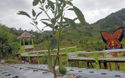 Alpukat Hass Australia Kini Tumbuh di Tanah Luwu, Dikembangkan PPL Lutra 