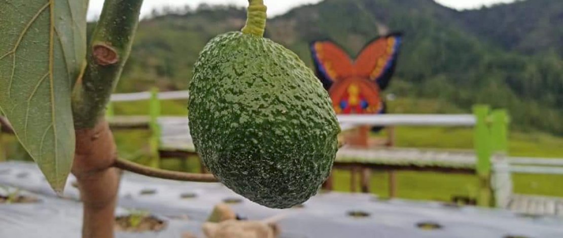 Alpukat Hass, alpukat masa depan yang digadang-gadang sebagai pengganti alpukat jenis lain/Ist