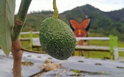 PPL Lutra Kembangkan Alpukat Hass di Rongkong, Alpukat Premium Pilihan Chief Dunia