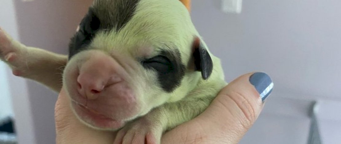Pasangan Ini Kaget Anjingnya Lahirkan Bayi Langka, Warnanya Hijau