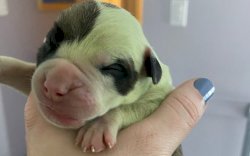 Pasangan Ini Kaget Anjingnya Lahirkan Bayi Langka, Warnanya Hijau