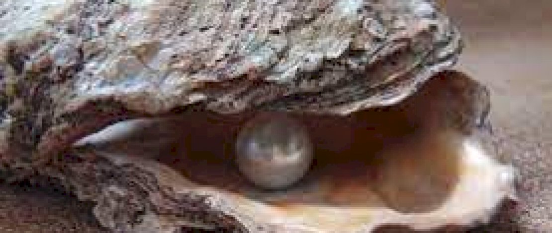 Asyik Makan Kerang, Pasangan Ini Malah Dapat Mutiara