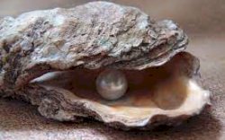 Asyik Makan Kerang, Pasangan Ini Malah Dapat Mutiara