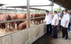 Kunjungi Peternakan Sapi di Tangerang, Mentan SYL Pastikan Stok Sapi Siap Potong Aman Hingga Lebaran