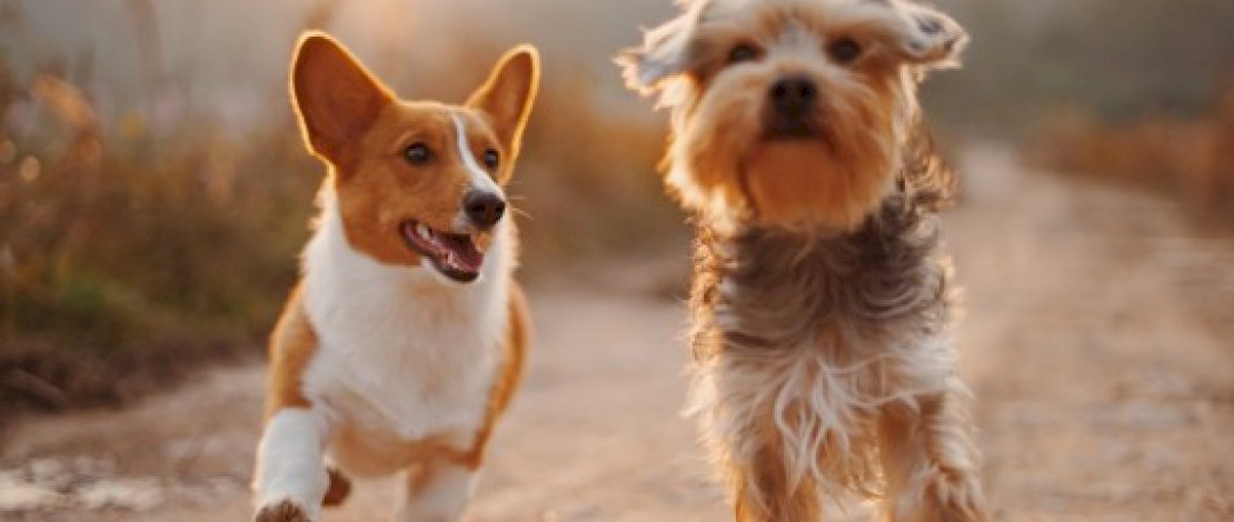 Hasil Studi, Kematian Anjing Peliharaan Buat Anjing Lain Lebih Sedih Dibanding Manusia
