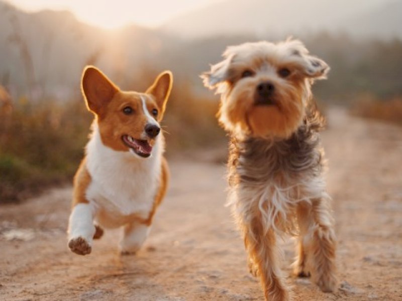 Hasil Studi, Kematian Anjing Peliharaan Buat Anjing Lain Lebih Sedih Dibanding Manusia