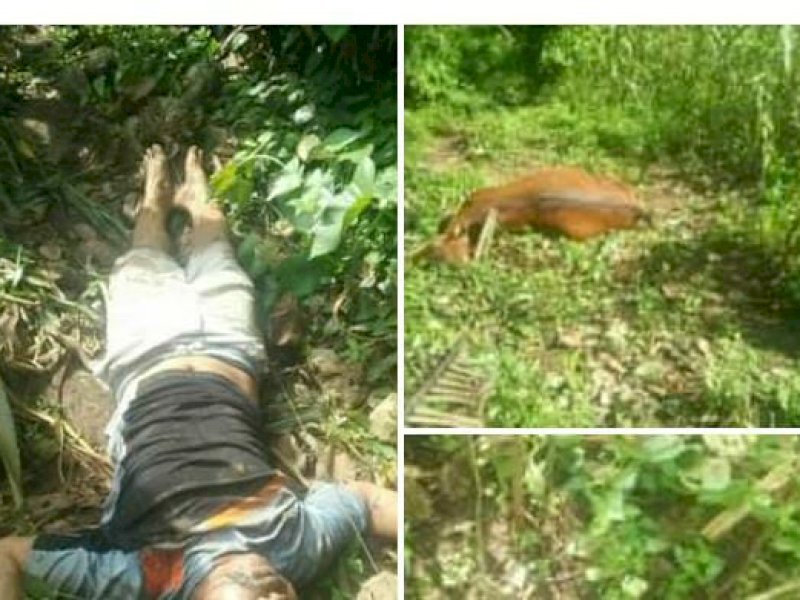 Mayat Pria Ditemukan di Kebun Bulukumba, Diduga Pencuri Sapi yang Tersengat Listrik 