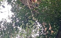 Penangkapan Dramatis, Pelaku Penganiyayaan di Bulukumba Sembunyi Diatas Pohon