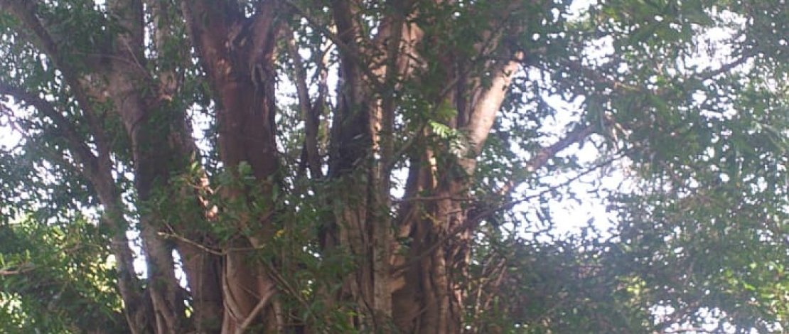 Penangkapan Dramatis, Pelaku Penganiyayaan di Bulukumba Sembunyi Diatas Pohon