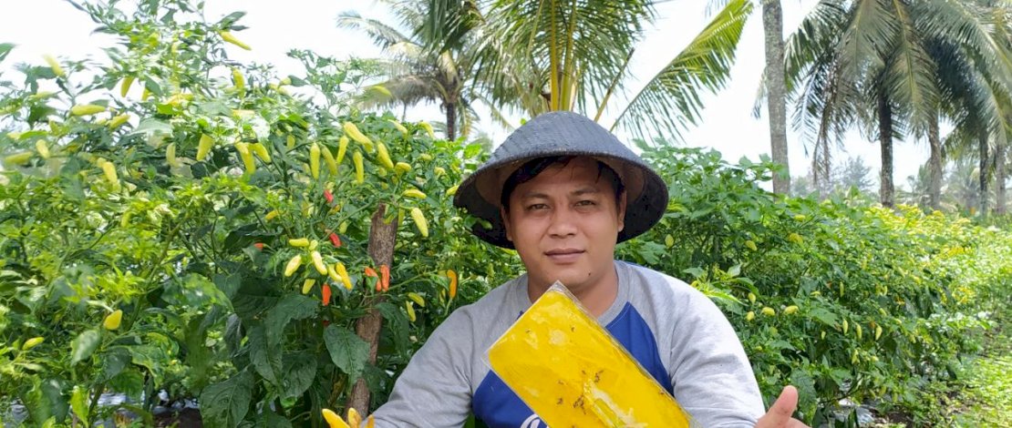 Kementerian Pertanian dan petani di seluruh wilayah berupaya turut berpartisipasi mengamankan stok cabe.
