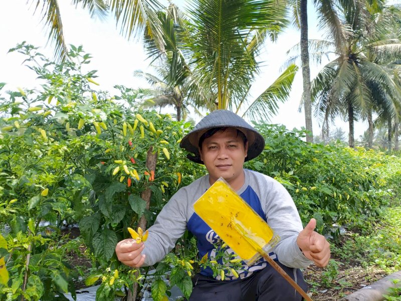 Stok Cabe di Kebumen dan Banjarnegara Jelang HBKN Aman