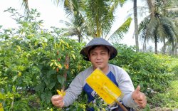 Stok Cabe di Kebumen dan Banjarnegara Jelang HBKN Aman