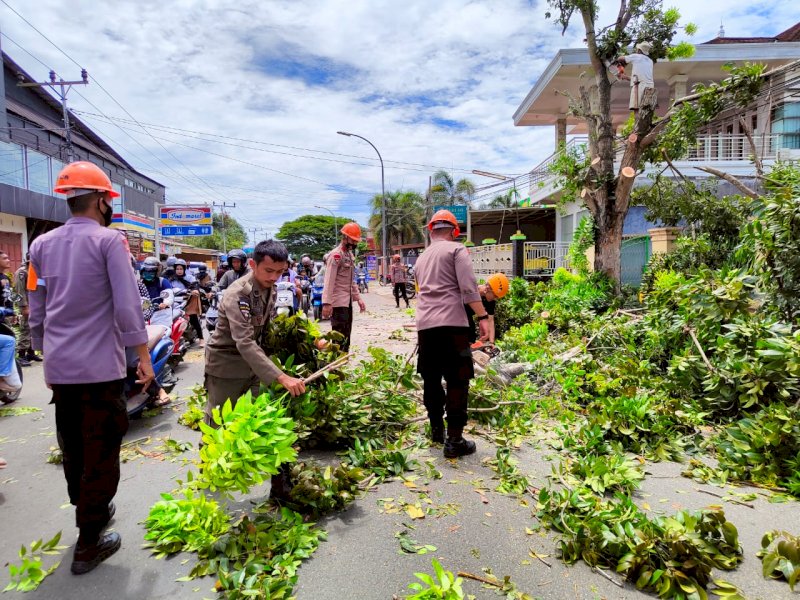 Berpotensi Membahayakan, Satpol, PLN, dan Batalyon C Pelopor Bahu Membahu Tebang Pohon Tua 