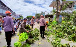 Berpotensi Membahayakan, Satpol, PLN, dan Batalyon C Pelopor Bahu Membahu Tebang Pohon Tua 