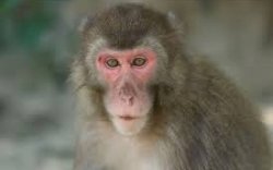 Tanda Aneh di Gigi Kera Jepang Ada Kaitan dengan Evolusi Manusia