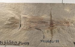 Hewan Purba Ini Diberi Nama Seperti Presiden Amerika Serikat