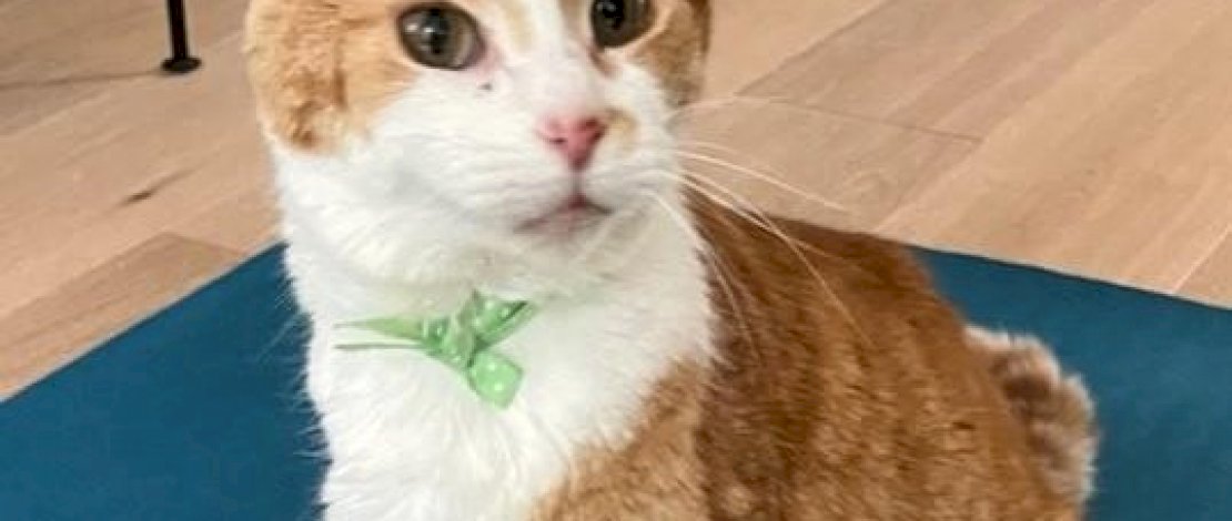 Hilang 5 Tahun, Kucing Ini Bertemu Pemiliknya Berkat Mikrochip