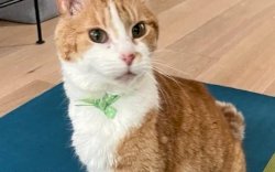 Hilang 5 Tahun, Kucing Ini Bertemu Pemiliknya Berkat Mikrochip