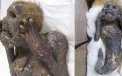 Ilmuan Jepang Mulai Teliti Mumi Putri Duyung