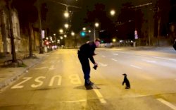 Rasa Ingin Tahu Tinggi, Penguin Kabur dari Kebun Binatang