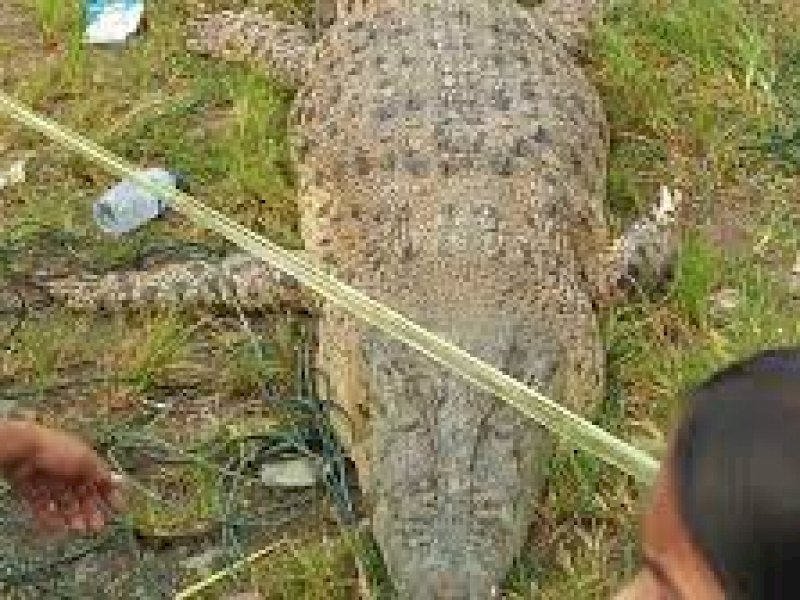 Pekerja Sawit Diterkam Buaya, Sekujur Tubuh Penuh Luka Gigitan