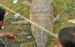 Pekerja Sawit Diterkam Buaya, Sekujur Tubuh Penuh Luka Gigitan