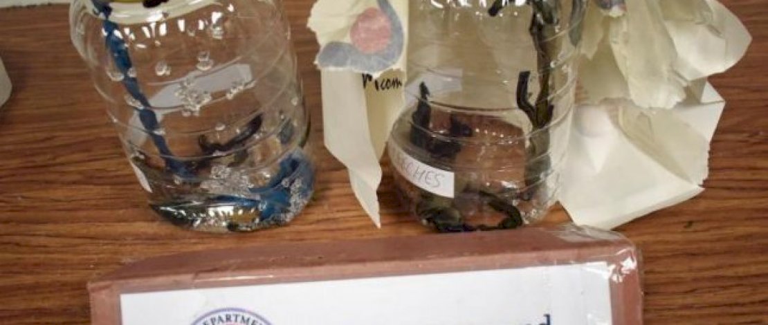 Bea Cukai AS Sita 300 Lintah dari Kargo Udara