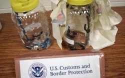 Bea Cukai AS Sita 300 Lintah dari Kargo Udara