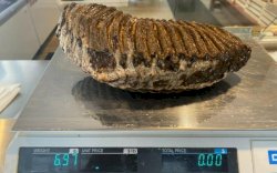 Lagi Cari Kerang, Nelayan Dapat Gigi Hewan Purba Seberat 3 Kg