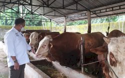 Kementan Pastikan Penyakit LSD pada Sapi Tidak Berbahaya Bagi Kesehatan Masyarakat