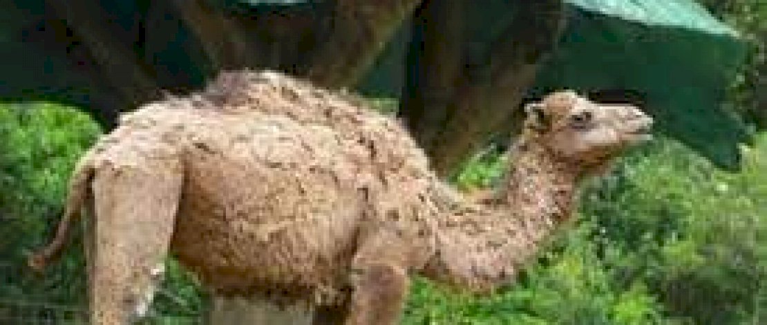 Unta Lepas dari Kebun Binatang Tewaskan 2 Pria