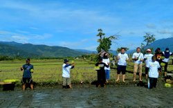 Vale Indonesia Perluas Program SRI Organik di Bungku Timur