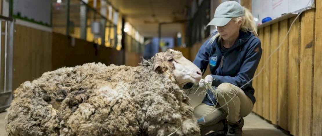 Hilang 6 Tahun, Domba Ini Miliki Bulu Hingga 39 Kg