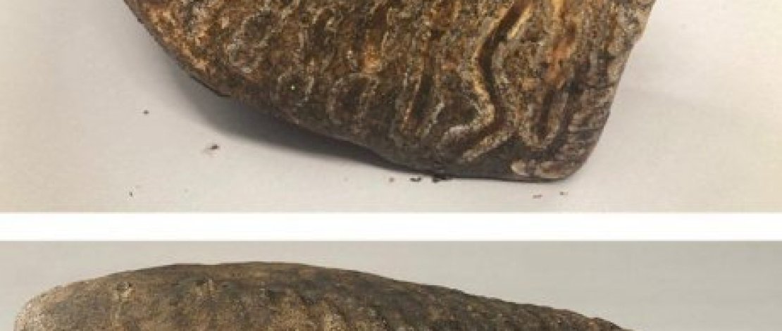 Pekerja Temukan Fosil Gigi Mamut di Lahan Proyek