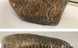 Pekerja Temukan Fosil Gigi Mamut di Lahan Proyek