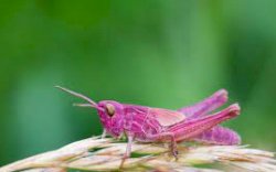 Pria Ini Temukan Belalang Langka Warna Pink