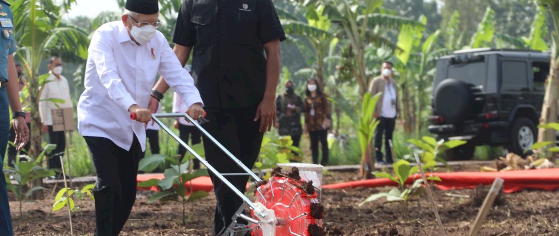 Wakil Presiden RI, KH Maruf Amin, menanam jagung dan kedelai di Kabupaten Purwakarta, Senin, 28 Maret 2022