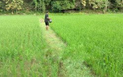 Kementan Dorong Penanganan Hama Penggerek Batang Padi Ramah Lingkungan