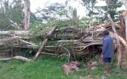 Pohon Keramat Usia 450 Tahun&nbsp;Tumbang Tutup Akses Jalan di Toraja, Evakuasi Berhasil Setelah Ritual&nbsp;