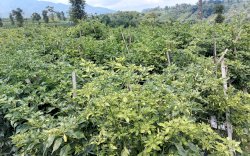 Stok Aneka Cabe Aman, Jawa Barat Siap Penuhi Kebutuhan HBKN