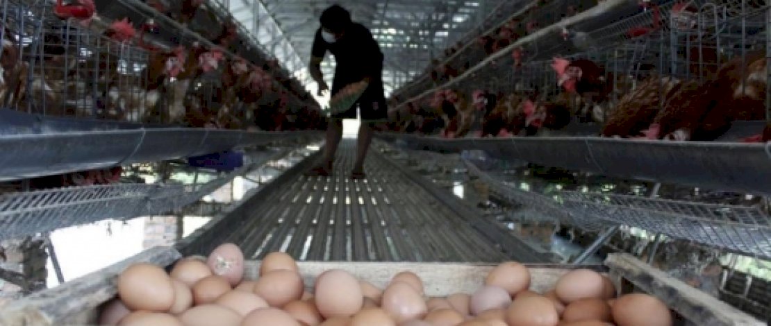 Peternak Akui Merugi Gegara Harga Telur Tiba-tiba Anjlok Peternak Akui Merugi Gegara Harga Telur Tiba-tiba Anjlok
