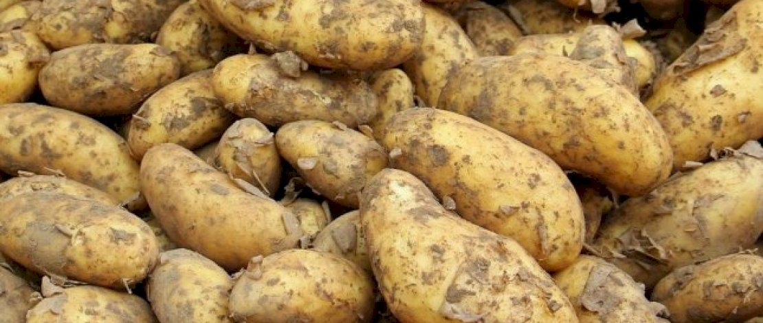 Dikira Kentang, Karyawan Pabrik Temukan Granat dari Perang Dunia II