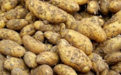 Dikira Kentang, Karyawan Pabrik Temukan Granat dari Perang Dunia II