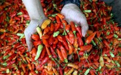 Menteri Pertanian Jamin Pasokan Cabe Cukup