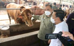 Peternak Jatim Pastikan Stok Sapi Aman
