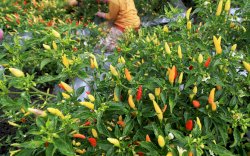 Stok Cabe Rawit Jelang HBKN Aman dan Mencukupi