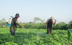 Amankan Produksi Kedelai, Kementan Lakukan Gerakan Pengendalian OPT